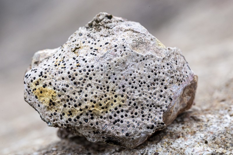 Immersed Clauzadea Lichen photo 3