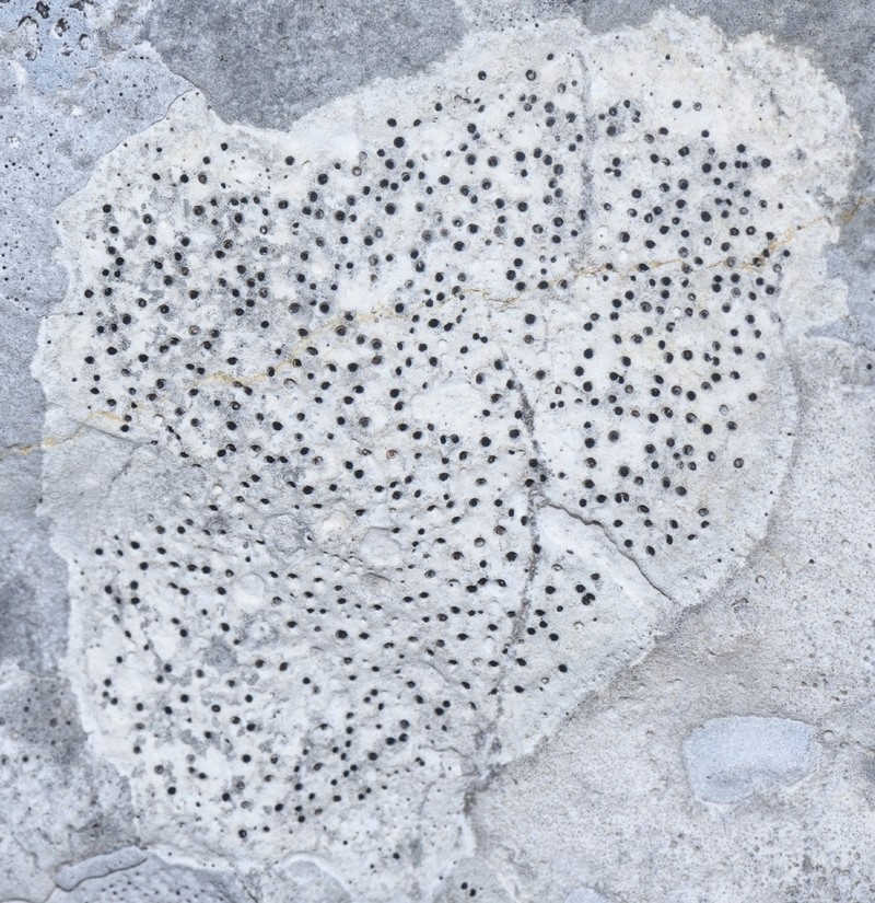 Immersed Clauzadea Lichen photo 5