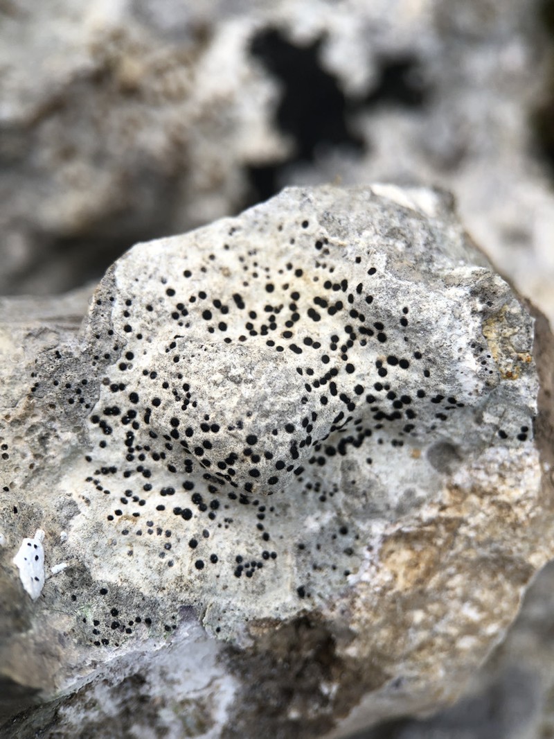 Immersed Clauzadea Lichen photo 6