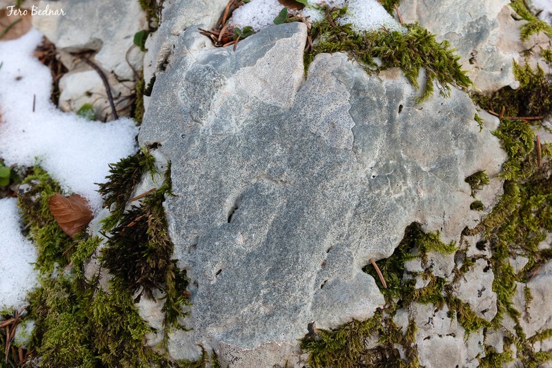 Immersed Clauzadea Lichen photo 7