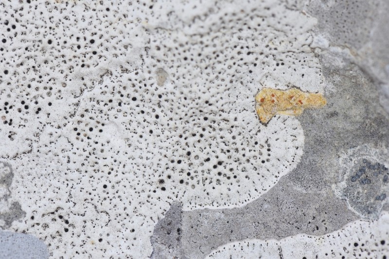 Immersed Clauzadea Lichen photo 8
