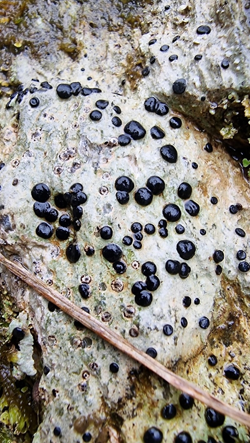 Mountain Clauzadea Lichen