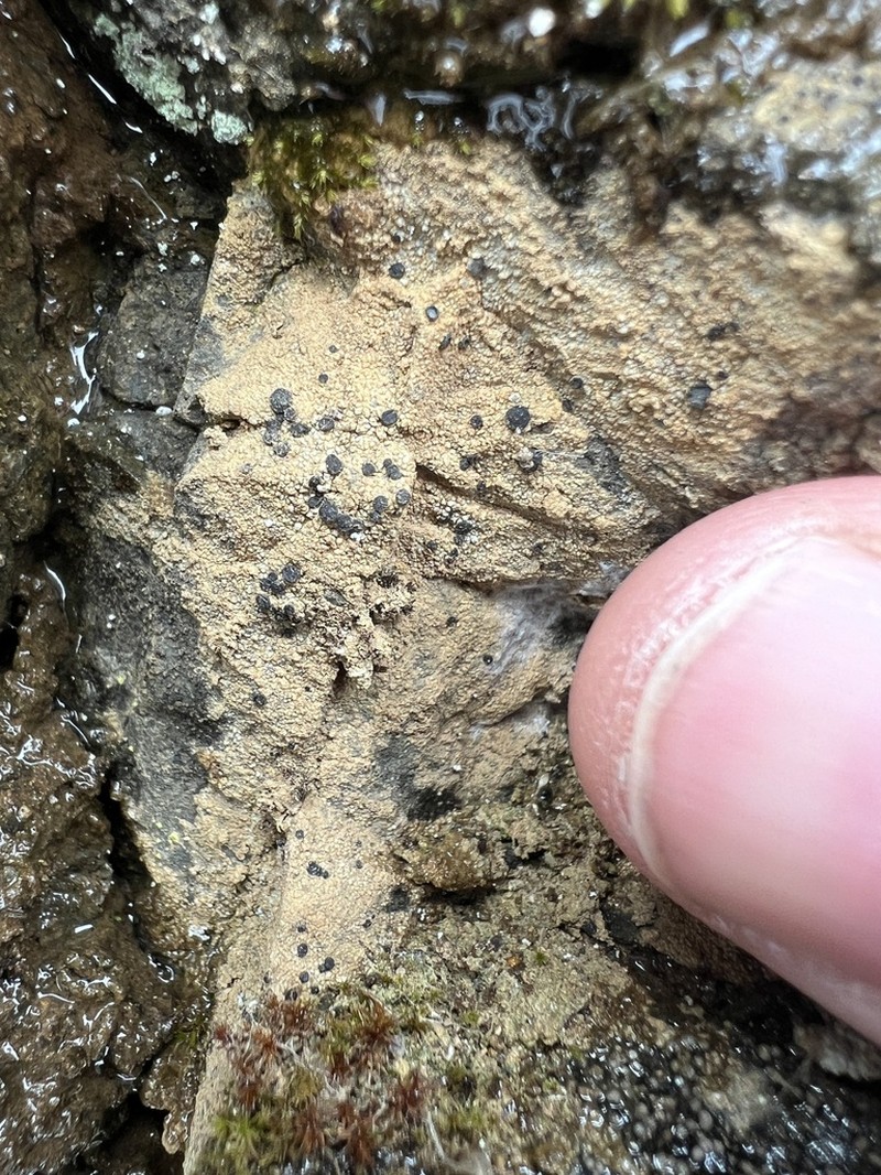 Mountain Clauzadea Lichen photo 2