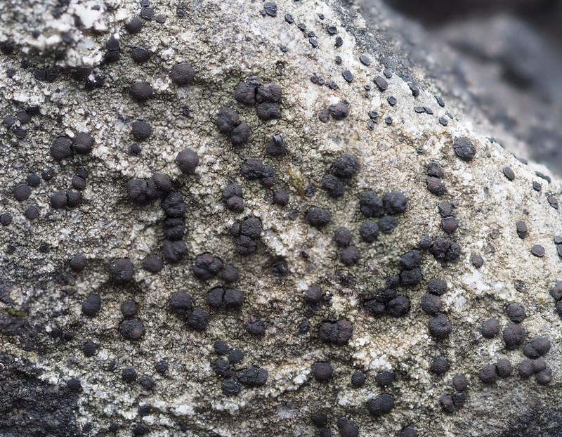Mountain Clauzadea Lichen photo 3