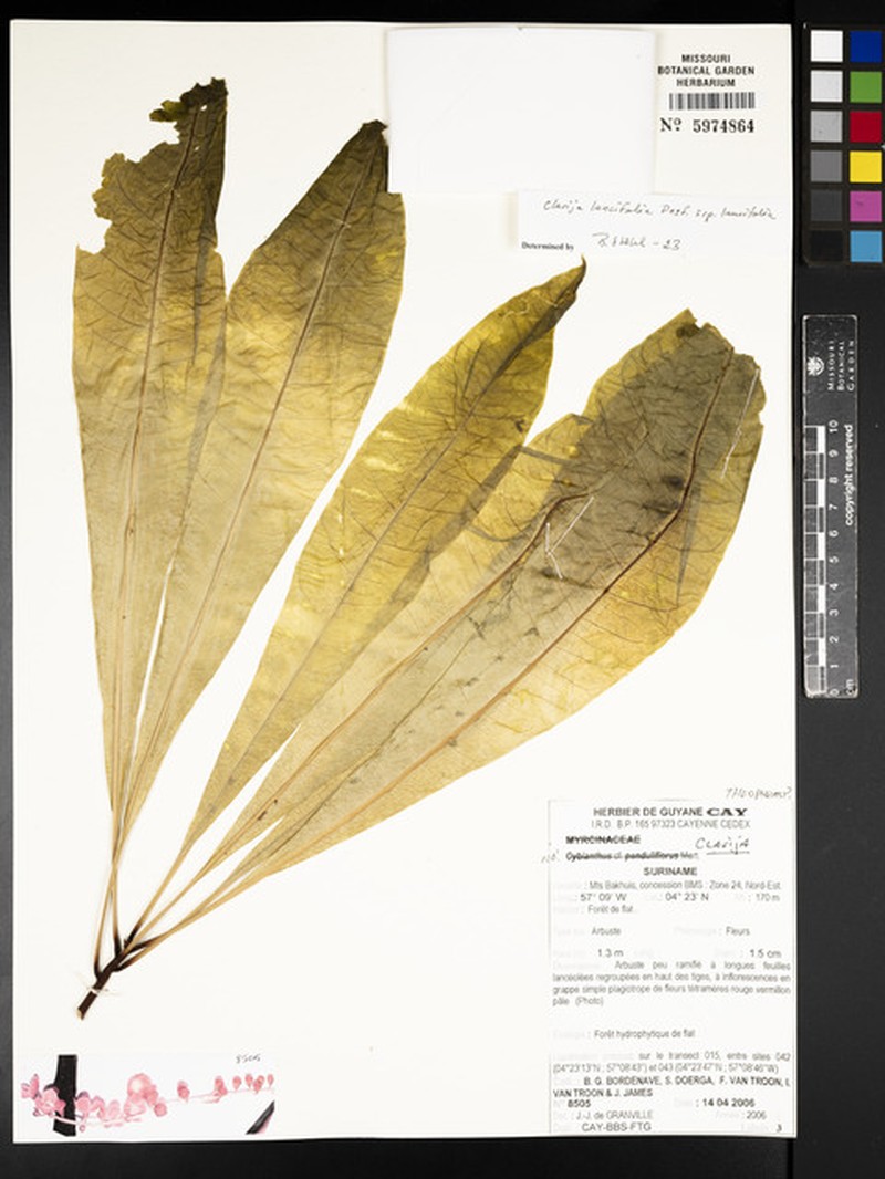 Clavija lancifolia subsp. lancifolia