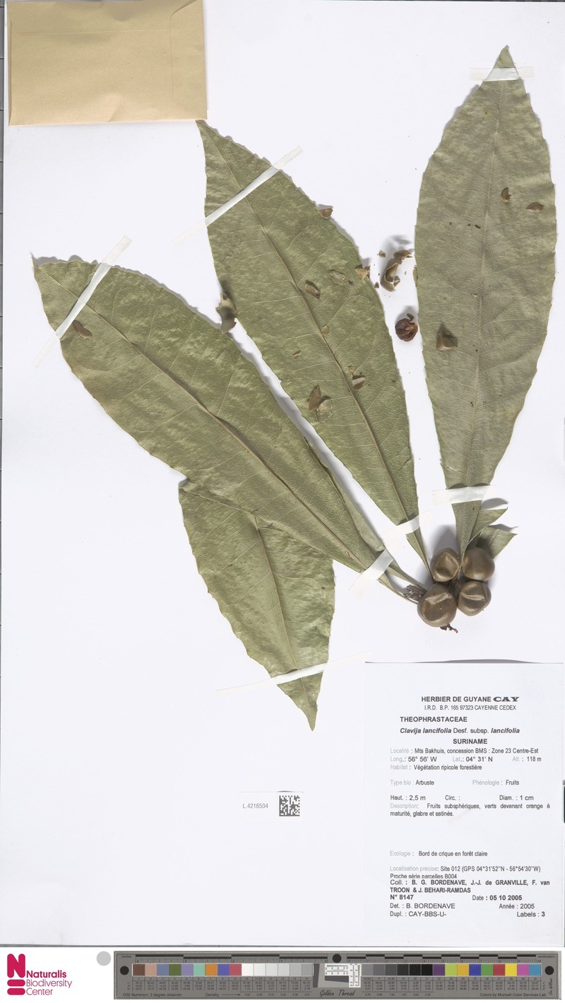 Clavija lancifolia subsp. lancifolia photo 2