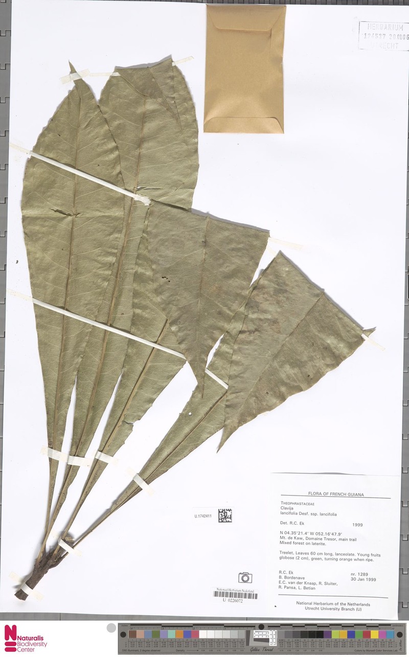 Clavija lancifolia subsp. lancifolia photo 3