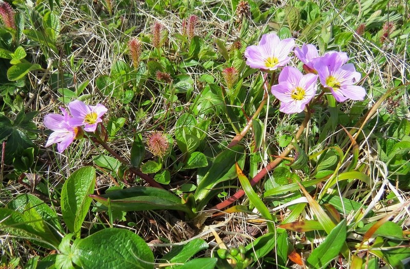 Claytonia acutifolia photo 3
