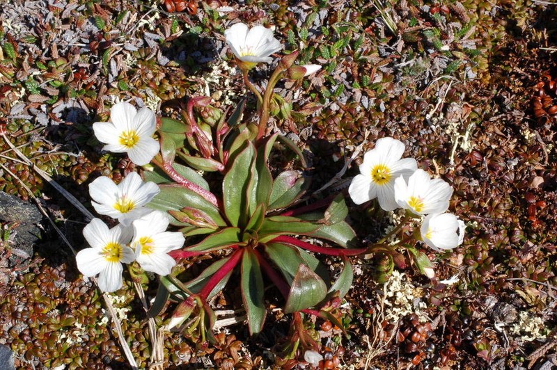 Claytonia acutifolia photo 4