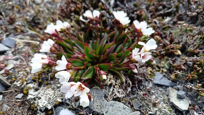 Claytonia acutifolia photo 5