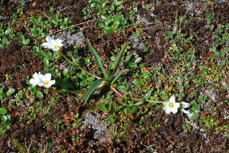 Claytonia acutifolia photo 7