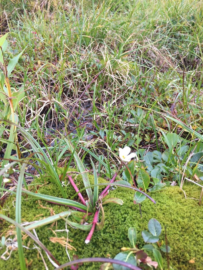 Claytonia acutifolia photo 8
