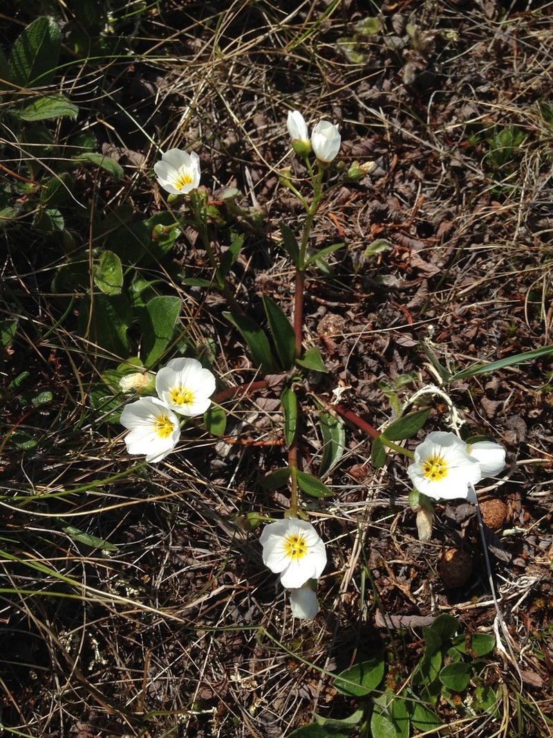 Grassleaf Springbeauty