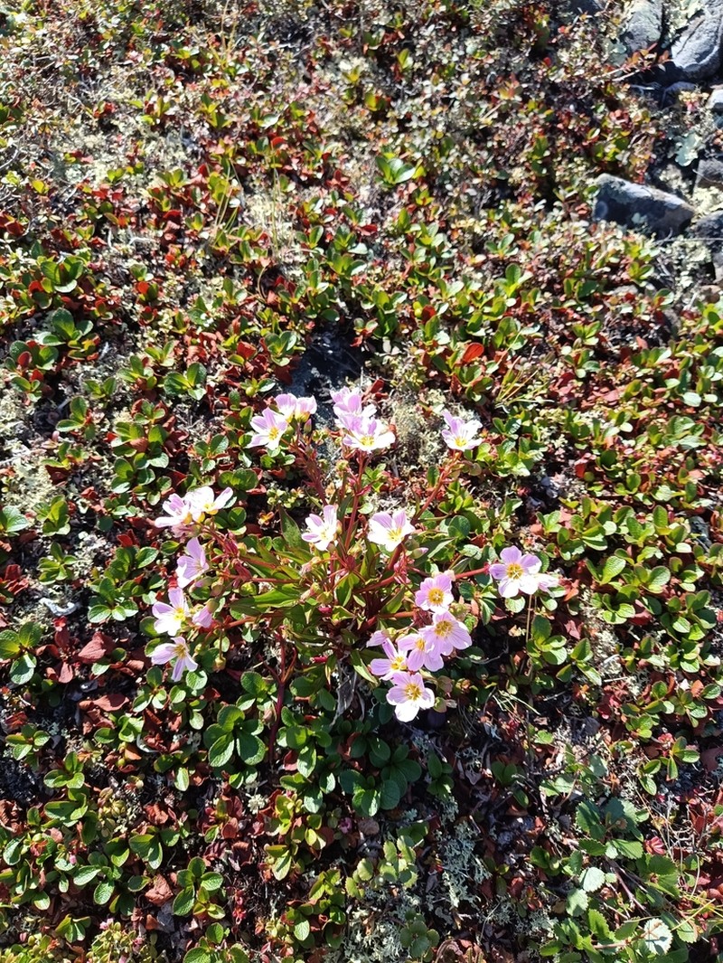 Grassleaf Springbeauty photo 2