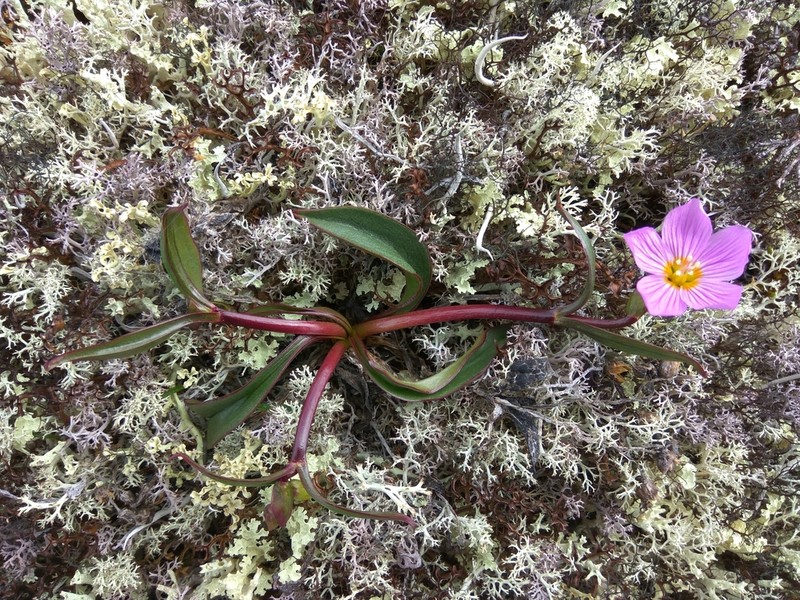 Grassleaf Springbeauty photo 6