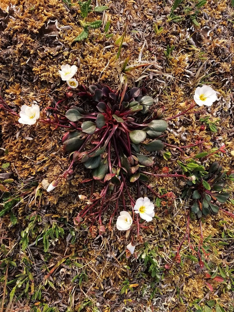 Arctic Springbeauty