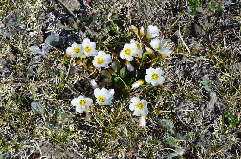 Arctic Springbeauty photo 2