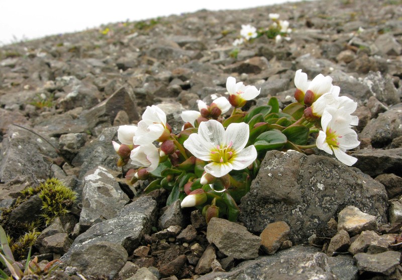 Arctic Springbeauty photo 3