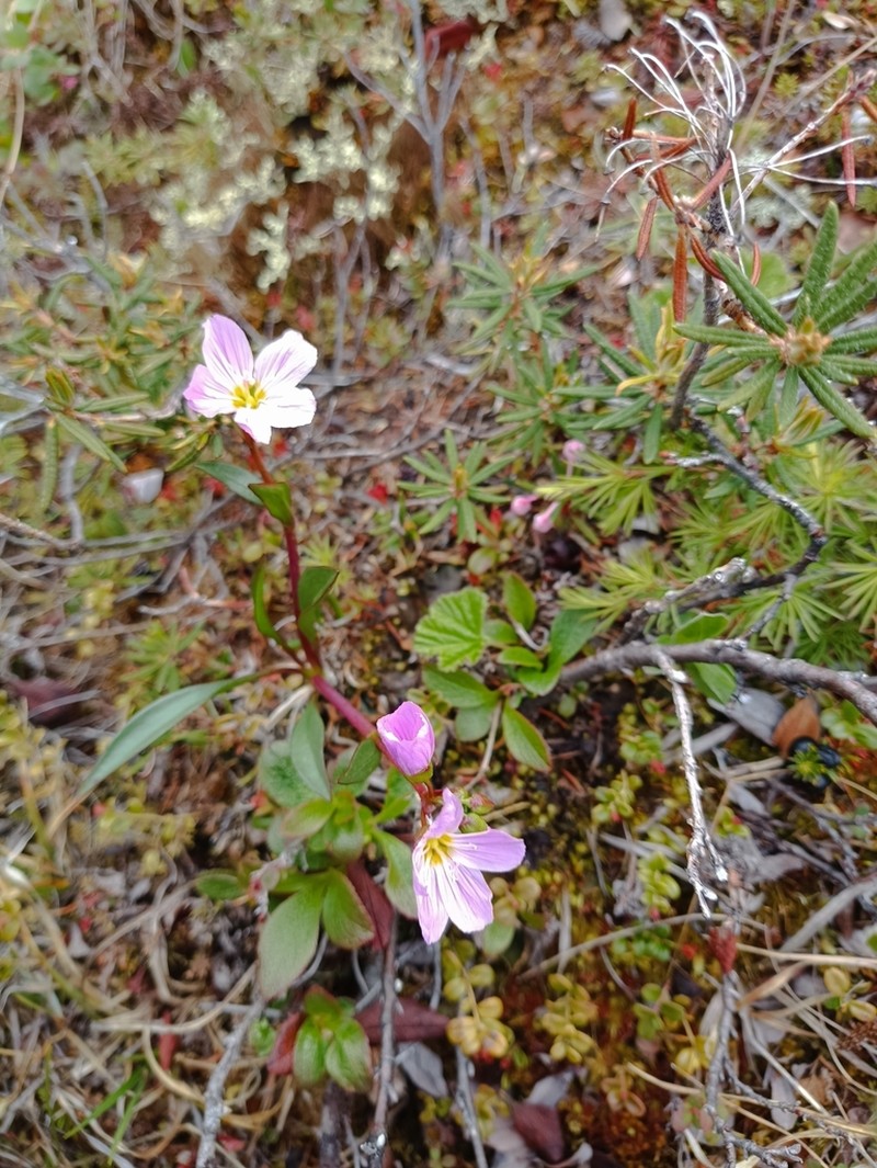 Arctic Springbeauty photo 4