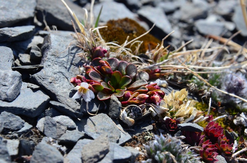 Arctic Springbeauty photo 5