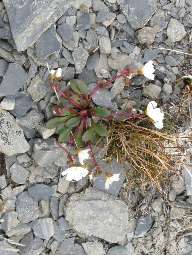 Arctic Springbeauty photo 6