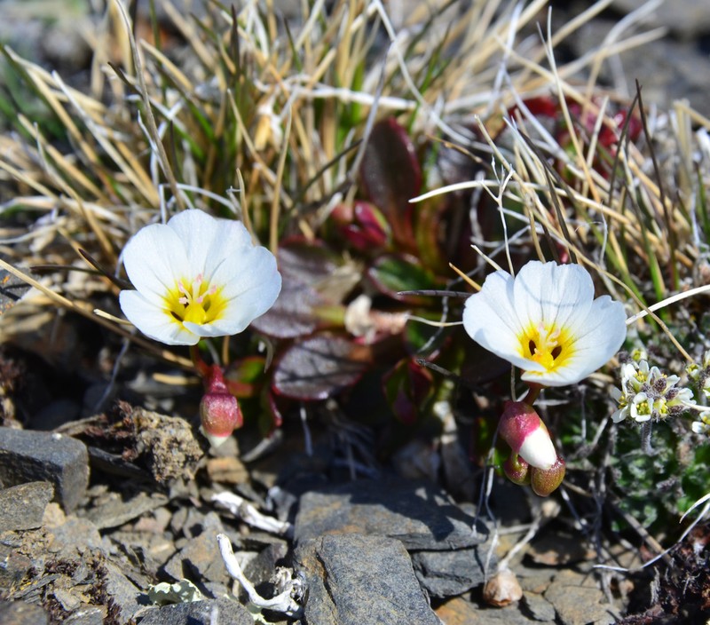 Arctic Springbeauty photo 7