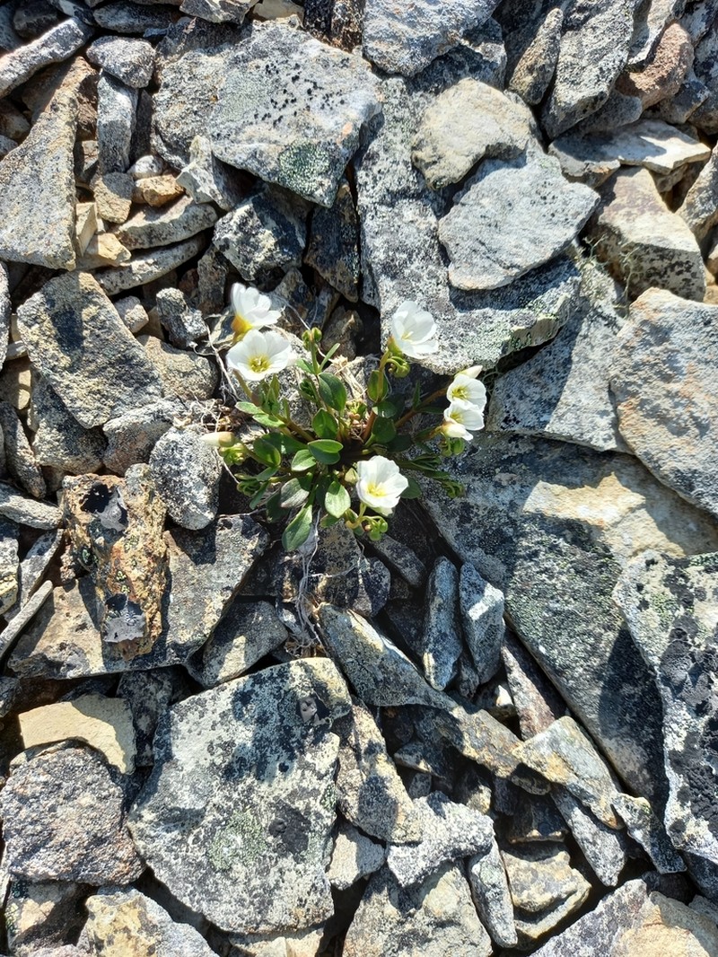 Arctic Springbeauty photo 8