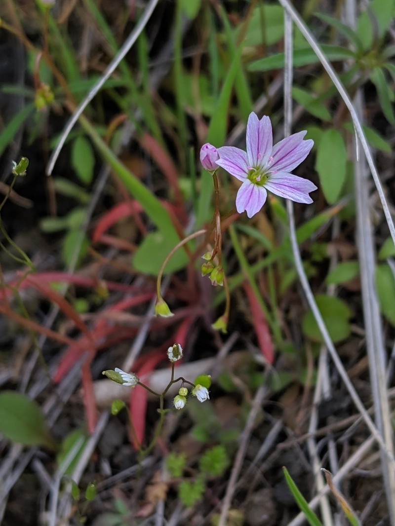 Sand Springbeauty