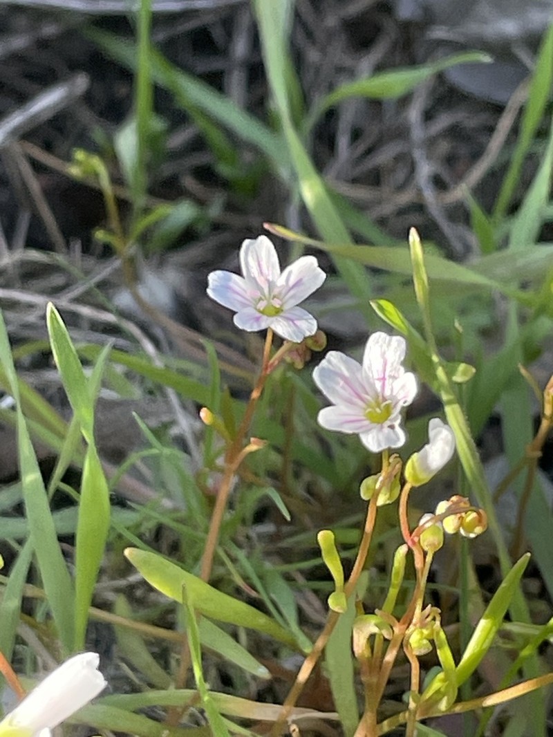 Sand Springbeauty photo 2