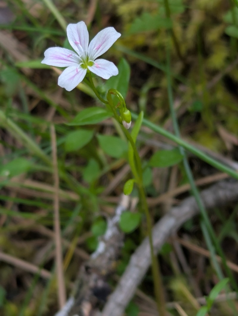 Sand Springbeauty photo 6
