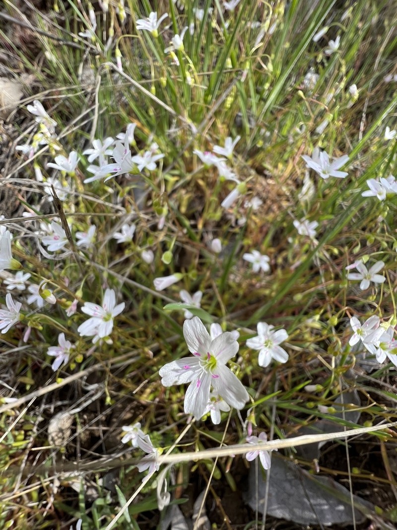 Sand Springbeauty photo 7