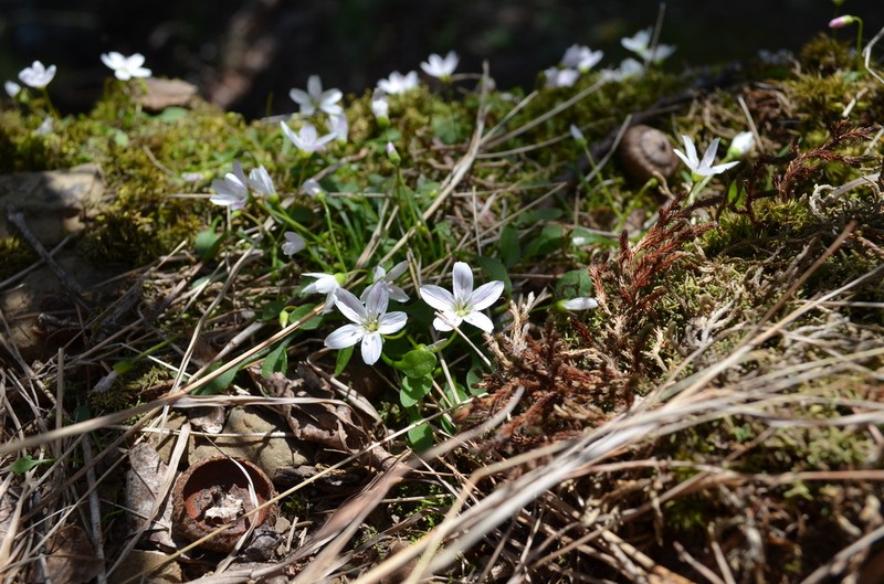Claytonia arkansana