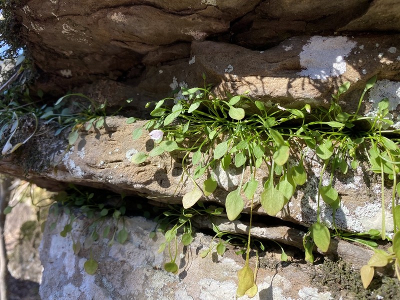 Claytonia arkansana photo 2