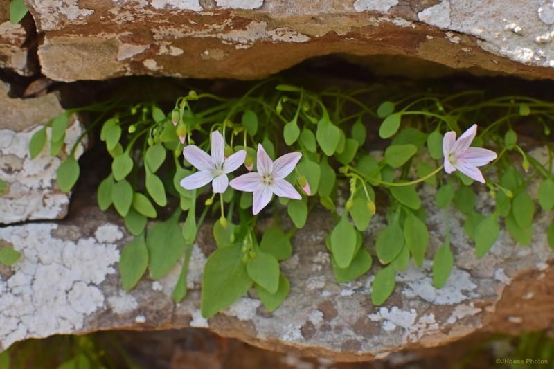 Claytonia arkansana photo 4