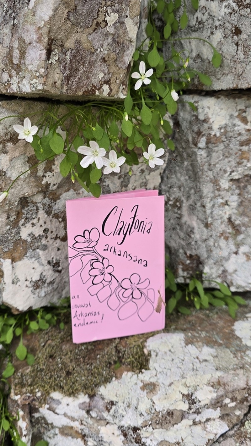 Claytonia arkansana photo 5