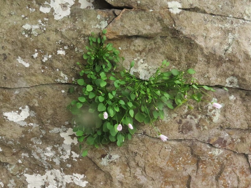 Claytonia arkansana photo 6