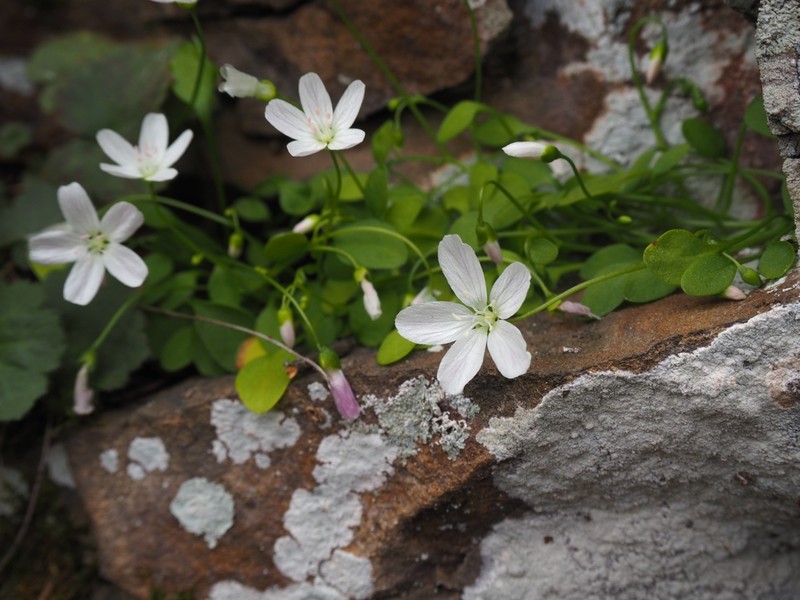 Claytonia arkansana photo 7