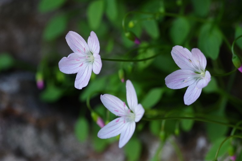 Claytonia arkansana photo 8