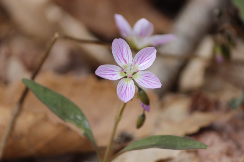Carolina Springbeauty