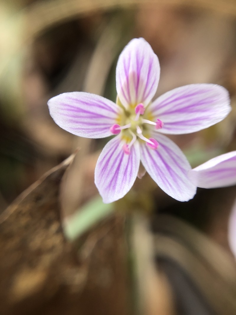 Carolina Springbeauty