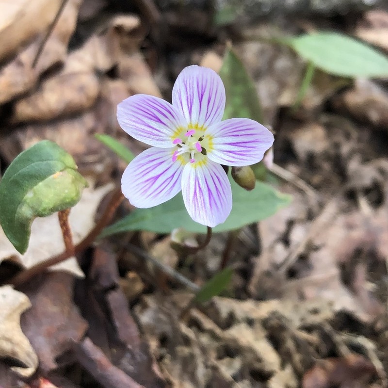 Carolina Springbeauty photo 3