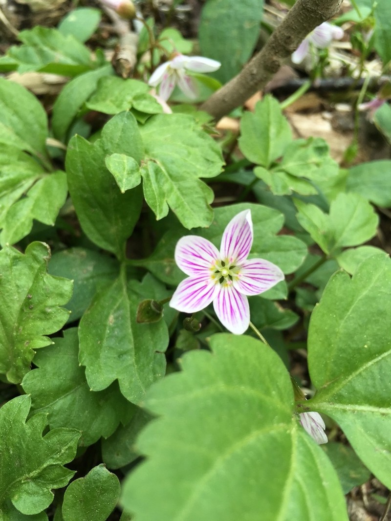 Carolina Springbeauty photo 4
