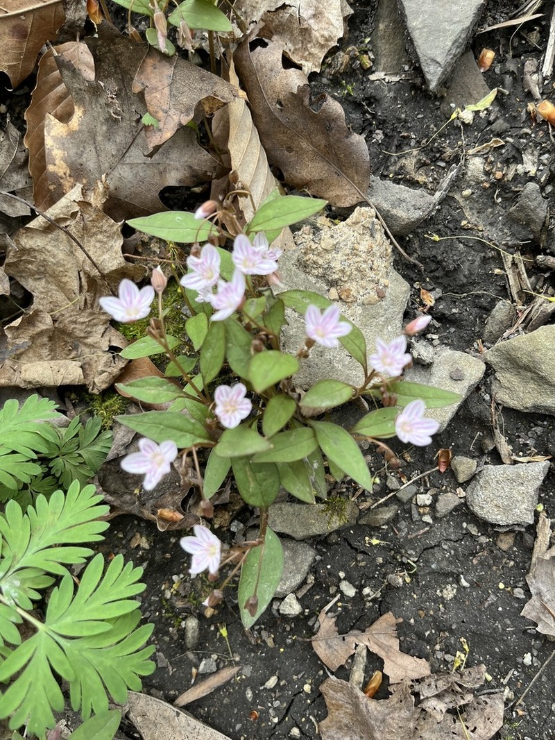 Carolina Springbeauty photo 6