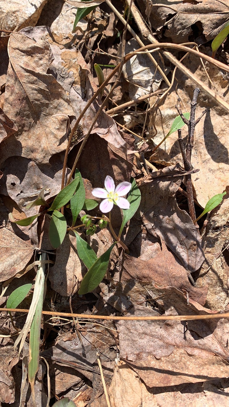 Carolina Springbeauty photo 7
