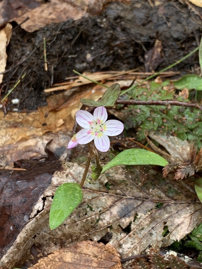 Carolina Springbeauty photo 8
