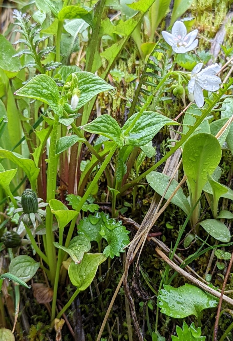 Heartleaf Springbeauty