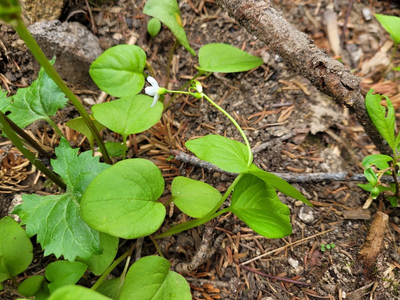 Heartleaf Springbeauty photo 2