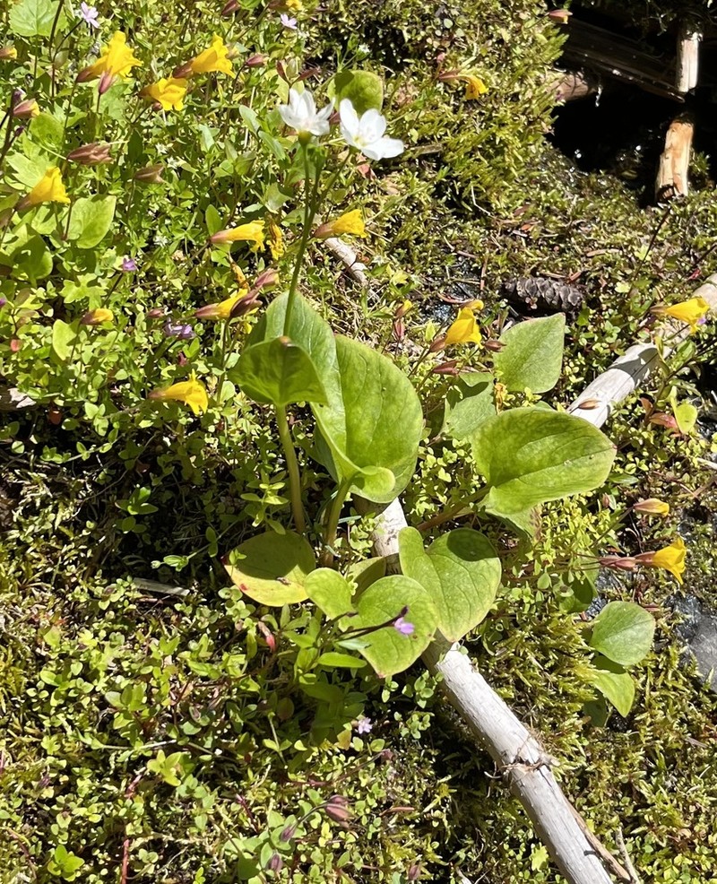Heartleaf Springbeauty photo 3
