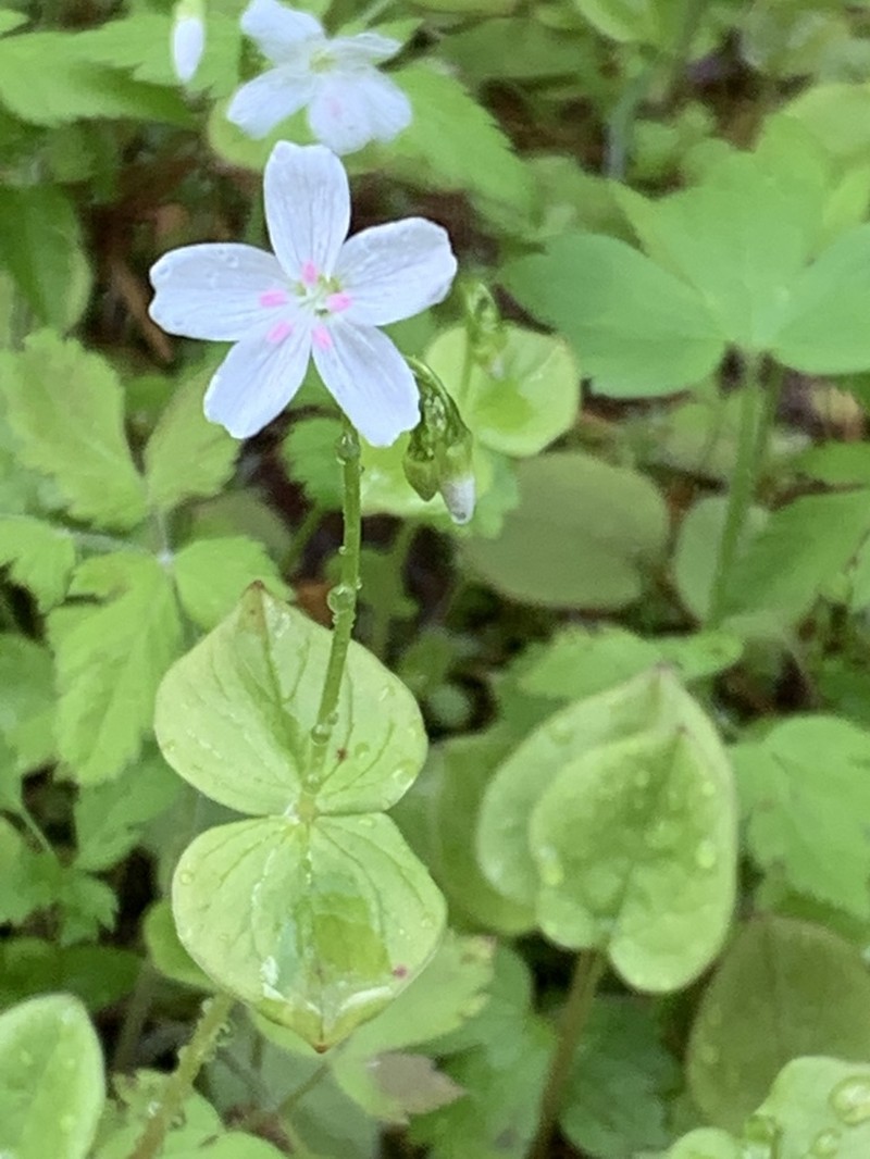 Heartleaf Springbeauty photo 4