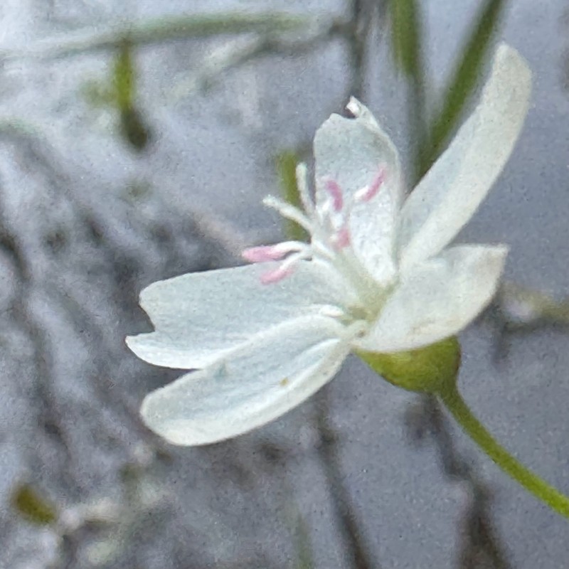 Heartleaf Springbeauty photo 5